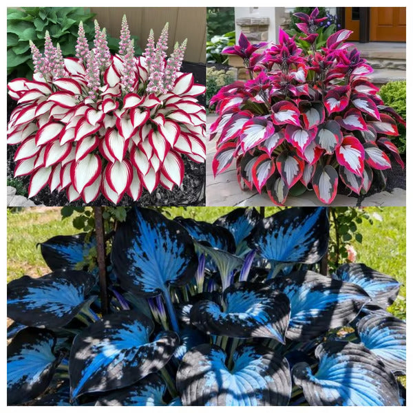 🔥Premium Rare Hosta Seeds🌿Shade-Tolerant Plant