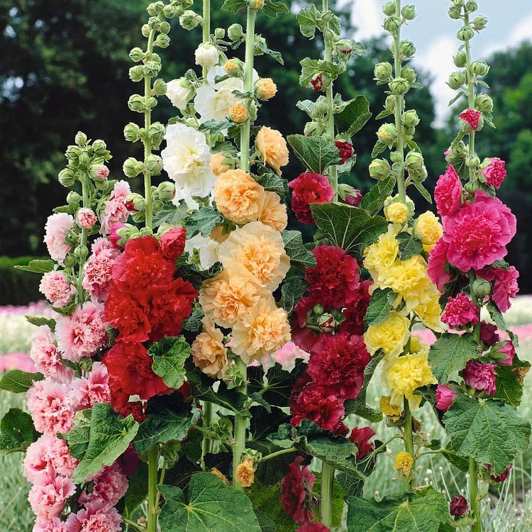 🏆 50K+ SOLD!🌺Double Hollyhock Seeds – Fall & Winter Planting, Perennial Blooms & Stunning Garden Elegance 🍂