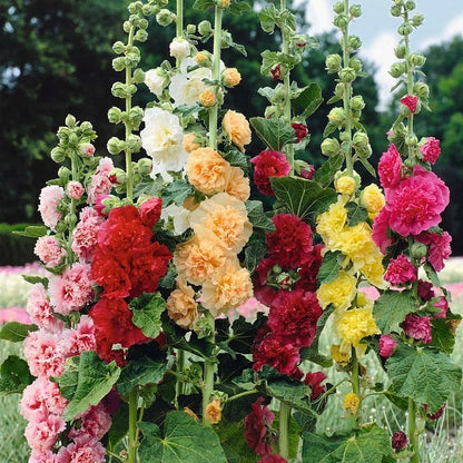 🏆 50K+ SOLD!🌺Double Hollyhock Seeds – Fall & Winter Planting, Perennial Blooms & Stunning Garden Elegance 🍂