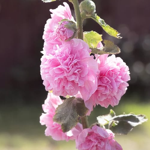 🏆 50K+ SOLD!🌺Double Hollyhock Seeds – Fall & Winter Planting, Perennial Blooms & Stunning Garden Elegance 🍂