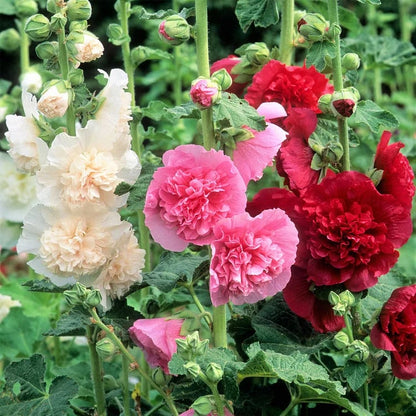🏆 50K+ SOLD!🌺Double Hollyhock Seeds – Fall & Winter Planting, Perennial Blooms & Stunning Garden Elegance 🍂
