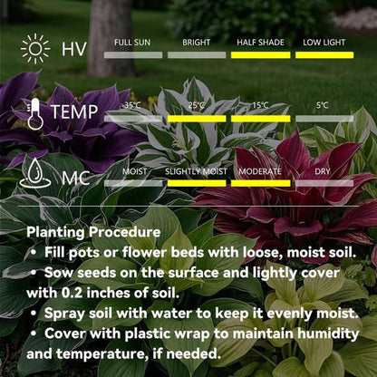 🔥Premium Rare Hosta Seeds🌿Shade-Tolerant Plant