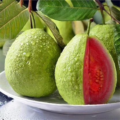 💥Early Spring Sale - Guava Seeds Easy-to-cultivate Fruit Tree Seeds